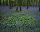 Ireland, Bluebells On A Forest Floor Wall Mural
