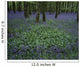 Ireland, Bluebells On A Forest Floor Wall Mural