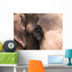 Close Up Of Elephant Wall Mural