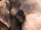 Close Up Of Elephant Wall Mural