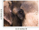 Close Up Of Elephant Wall Mural