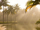 Palm Trees And Sunbeams, Kerala, India Wall Mural