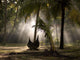 Canoe Under Palm Trees In Kerala, India Wall Mural