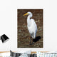 Lounging Egret Wall Mural