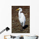 Lounging Egret Wall Mural