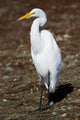 Lounging Egret Wall Mural