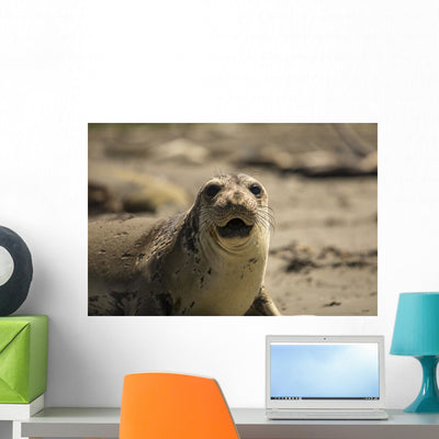 Seal Wall Decal shown on a wall