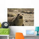 Seal Wall Decal
