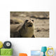Seal Wall Decal