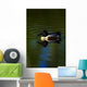 Duck Swimming In The Water Wall Mural
