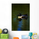 Duck Swimming In The Water Wall Mural