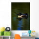 Duck Swimming In The Water Wall Mural