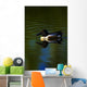 Duck Swimming In The Water Wall Mural