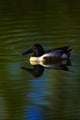 Duck Swimming In The Water Wall Mural