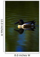 Duck Swimming In The Water Wall Mural