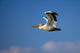 Flying Pelican Wall Mural