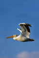 Flying Pelican Wall Mural