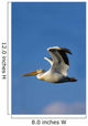 Flying Pelican Wall Mural