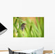 Pine Warbler Wall Mural
