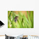 Pine Warbler Wall Mural