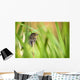 Pine Warbler Wall Mural