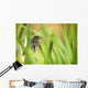 Pine Warbler Wall Mural