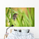 Pine Warbler Wall Mural