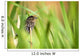 Pine Warbler Wall Mural