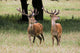 Elk In The Wild Wall Mural