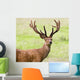 Deer With Antlers, Harrogate, Yorkshire, England Wall Mural