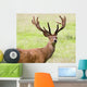 Deer With Antlers, Harrogate, Yorkshire, England Wall Mural