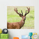 Deer With Antlers, Harrogate, Yorkshire, England Wall Mural