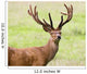 Deer With Antlers, Harrogate, Yorkshire, England Wall Mural