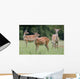 Spotted Deer, Harrogate, Yorkshire, England Wall Mural