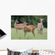 Spotted Deer, Harrogate, Yorkshire, England Wall Mural