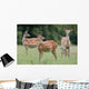 Spotted Deer, Harrogate, Yorkshire, England Wall Mural