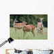 Spotted Deer, Harrogate, Yorkshire, England Wall Mural