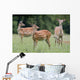 Spotted Deer, Harrogate, Yorkshire, England Wall Mural