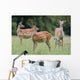 Spotted Deer, Harrogate, Yorkshire, England Wall Mural