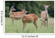 Spotted Deer, Harrogate, Yorkshire, England Wall Mural