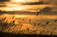 Cattails In The Sunset Wall Mural