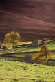 Sheep On A Hill, North Yorkshire, England Wall Mural