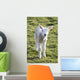 Little Lamb Wall Mural