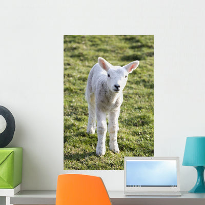 Little Lamb Wall Mural shown on a wall