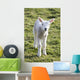 Little Lamb Wall Mural