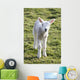 Little Lamb Wall Mural