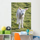 Little Lamb Wall Mural
