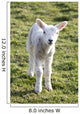 Little Lamb Wall Mural