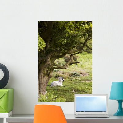 Sheep Lying under Tree Wall Mural shown on a wall
