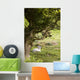 Sheep Lying Under Tree Wall Mural